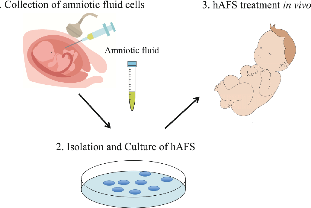 Amniotic Cell  Culture