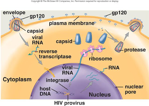 RT PCR HIV